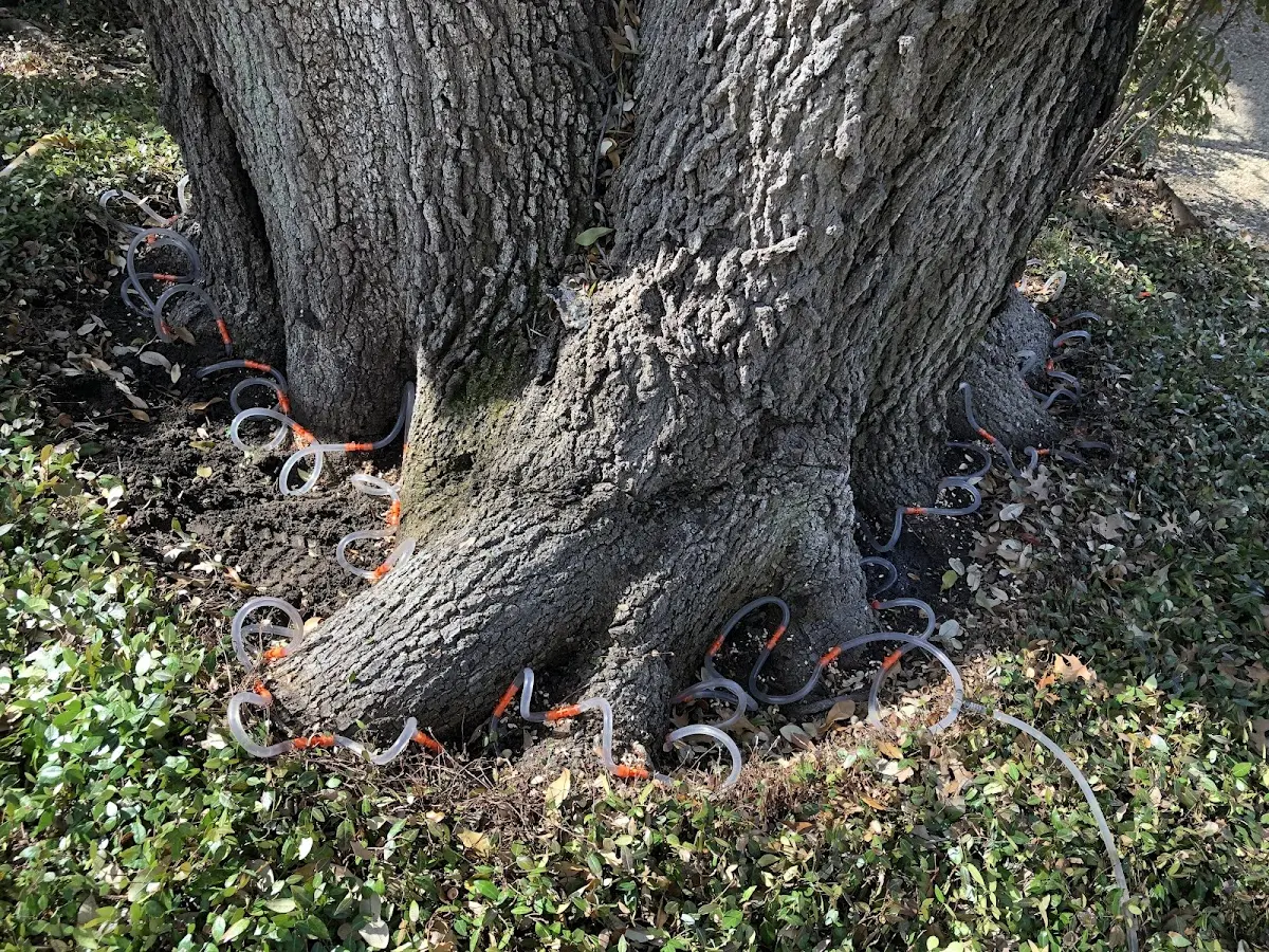 Detailed Tree Cabling and Bracing job site in Derrick City