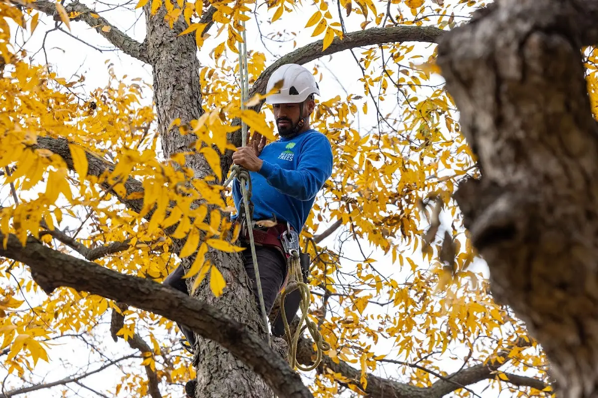 Skilled Tree Planing crew working in Derrick City